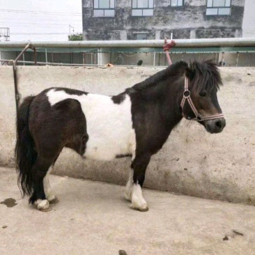 出售德保矮马宠物马骑乘马袖珍矮马进口矮马