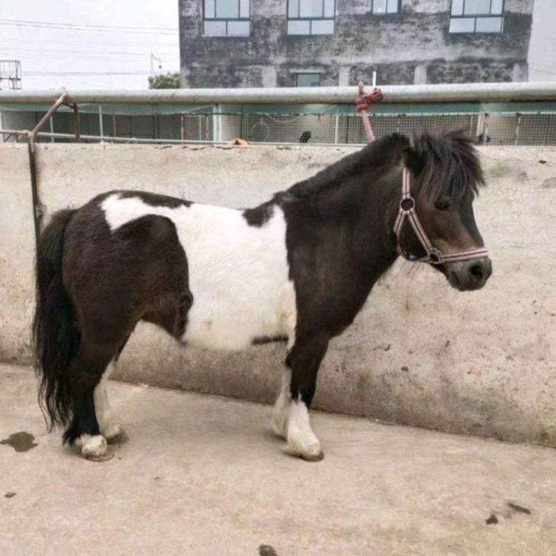 出售德保矮马宠物马骑乘马袖珍矮马进口矮马