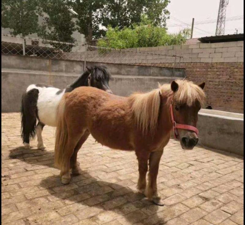 出售德保矮马宠物马骑乘马袖珍矮马进口矮马