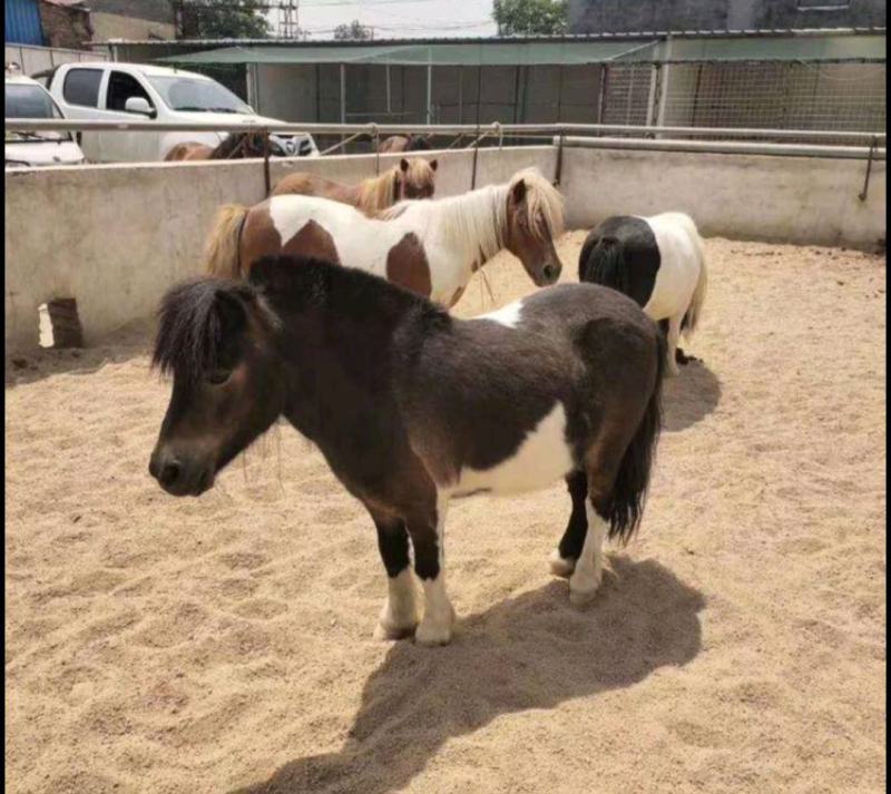 出售德保矮马宠物马骑乘马袖珍矮马进口矮马