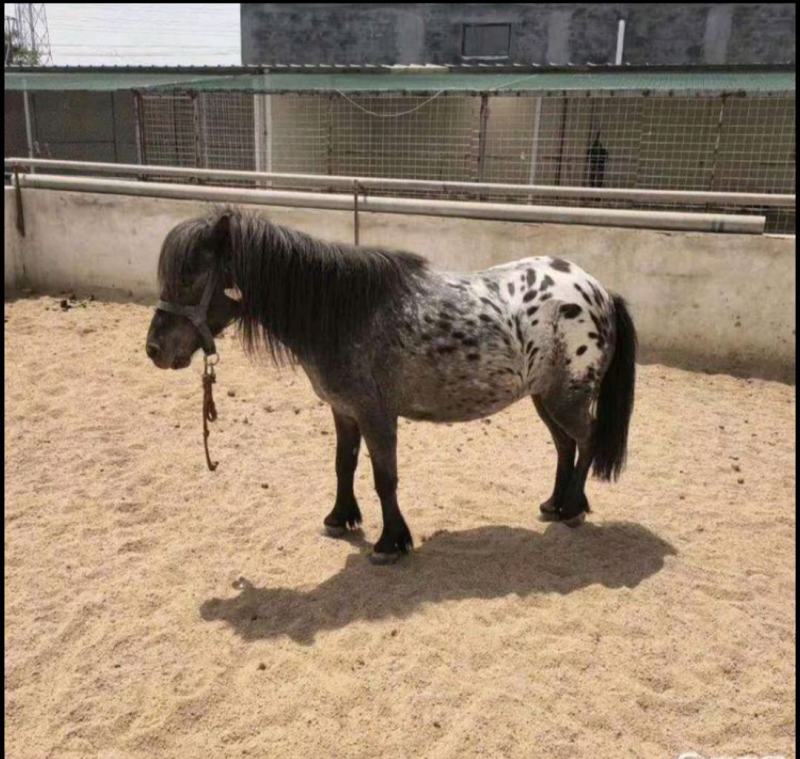 出售德保矮马宠物马骑乘马袖珍矮马进口矮马