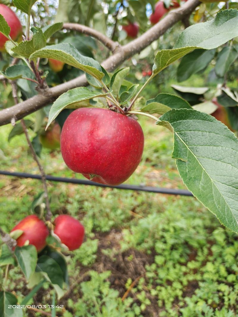 云南昭通华硕苹果大量上市色泽艳丽果型端庄产地直发
