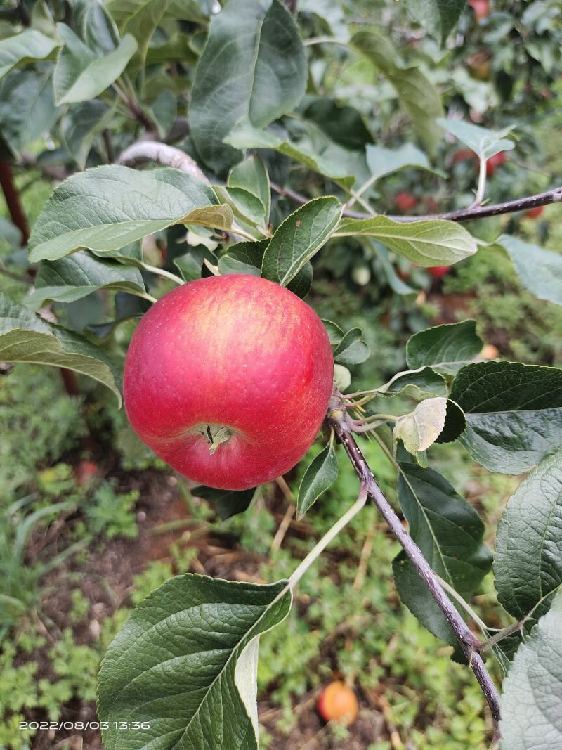 云南昭通华硕苹果大量上市色泽艳丽果型端庄产地直发