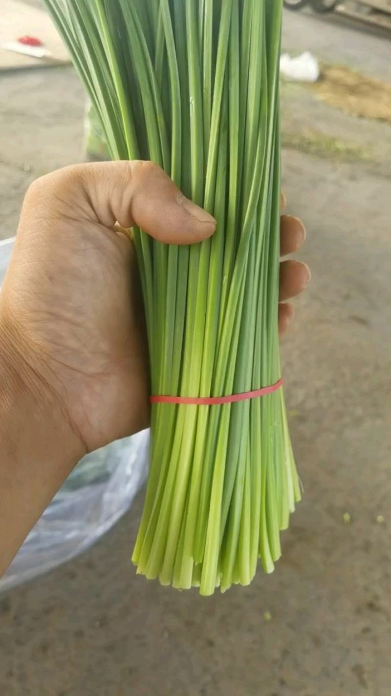 河北昌黎汉中韭苔大量上市