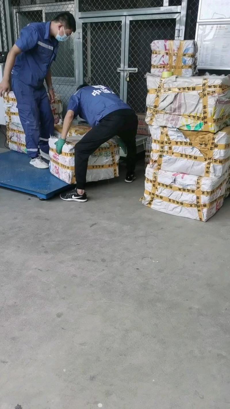河北昌黎汉中韭苔大量上市