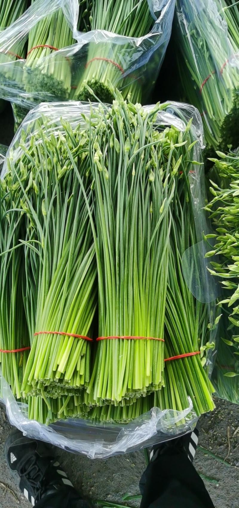 河北昌黎汉中韭苔大量上市