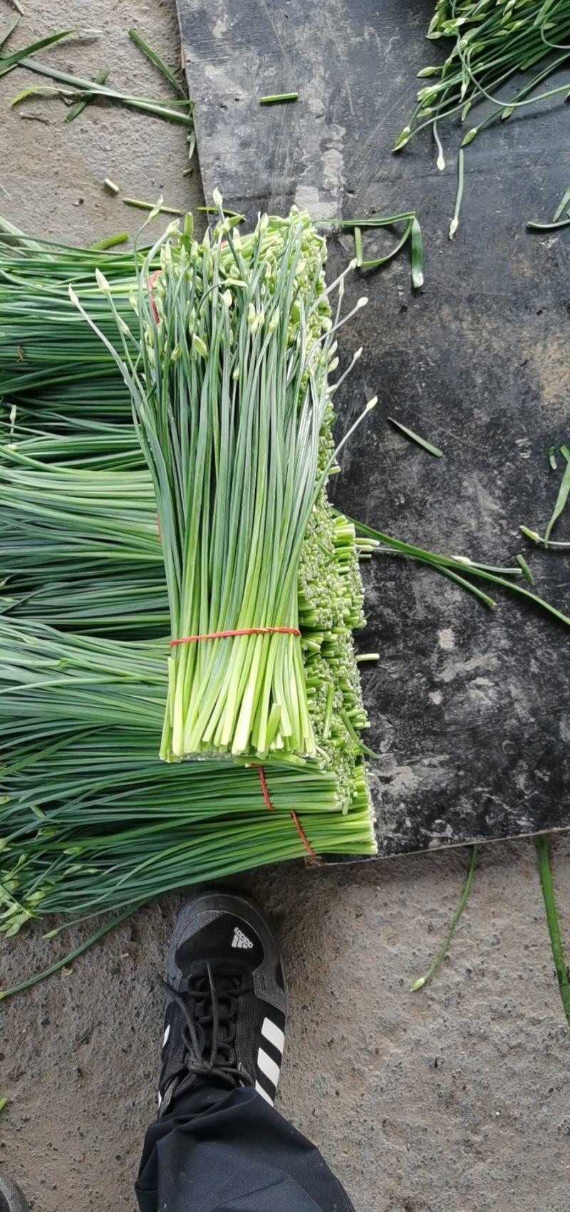 河北昌黎汉中韭苔大量上市