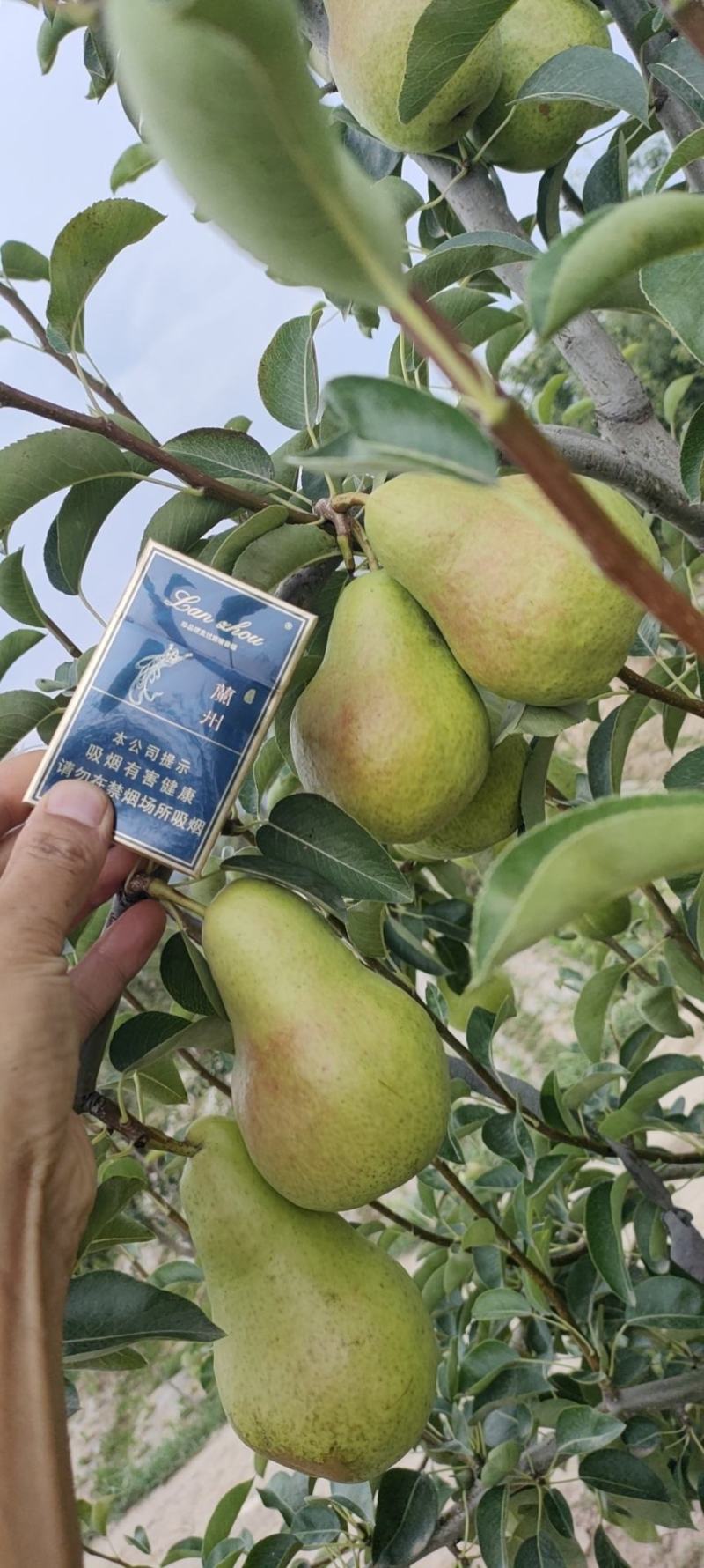 甘肃临洮巴梨成熟了，黄巴梨，红的都有货需要的客户欢迎实地