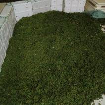大量出售木姜子，云南省保山市