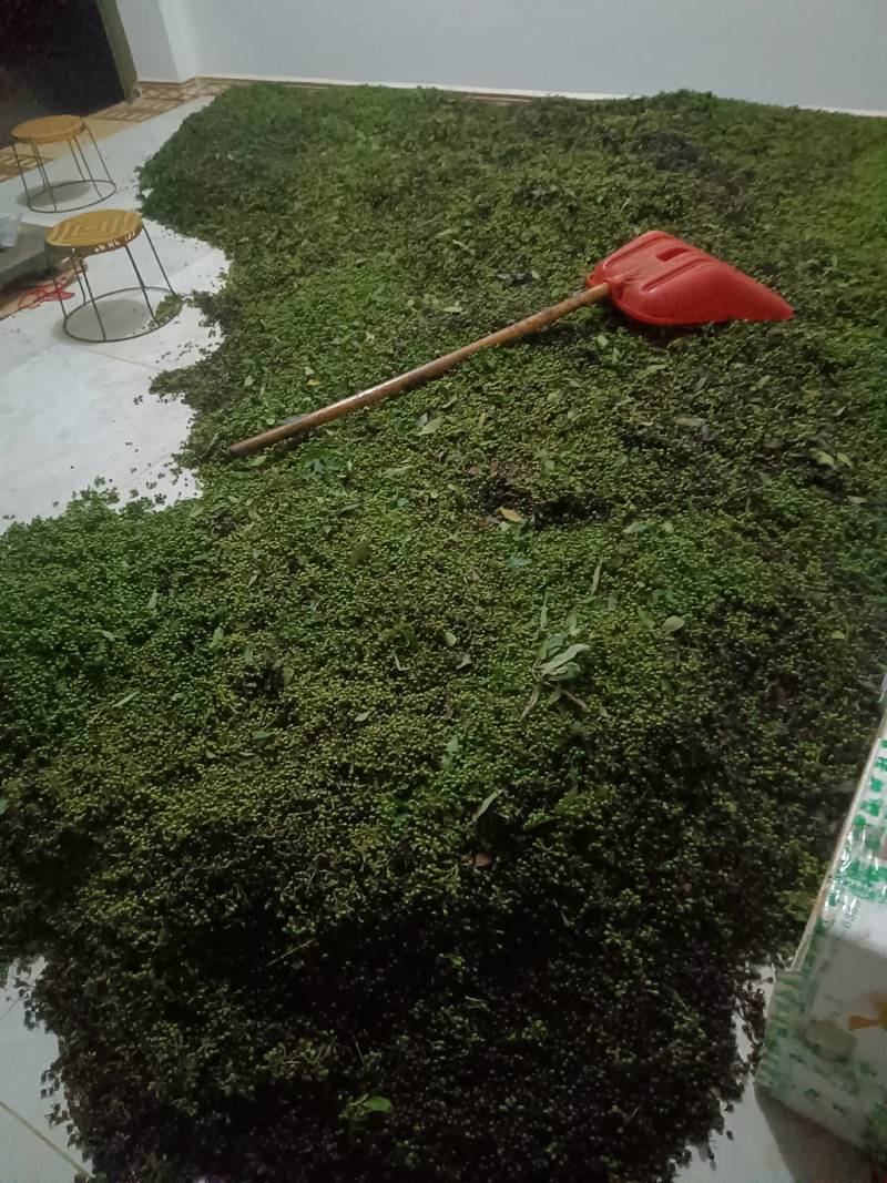 大量出售木姜子，云南省保山市