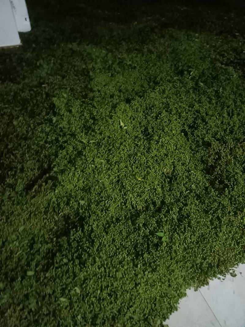 大量出售木姜子，云南省保山市
