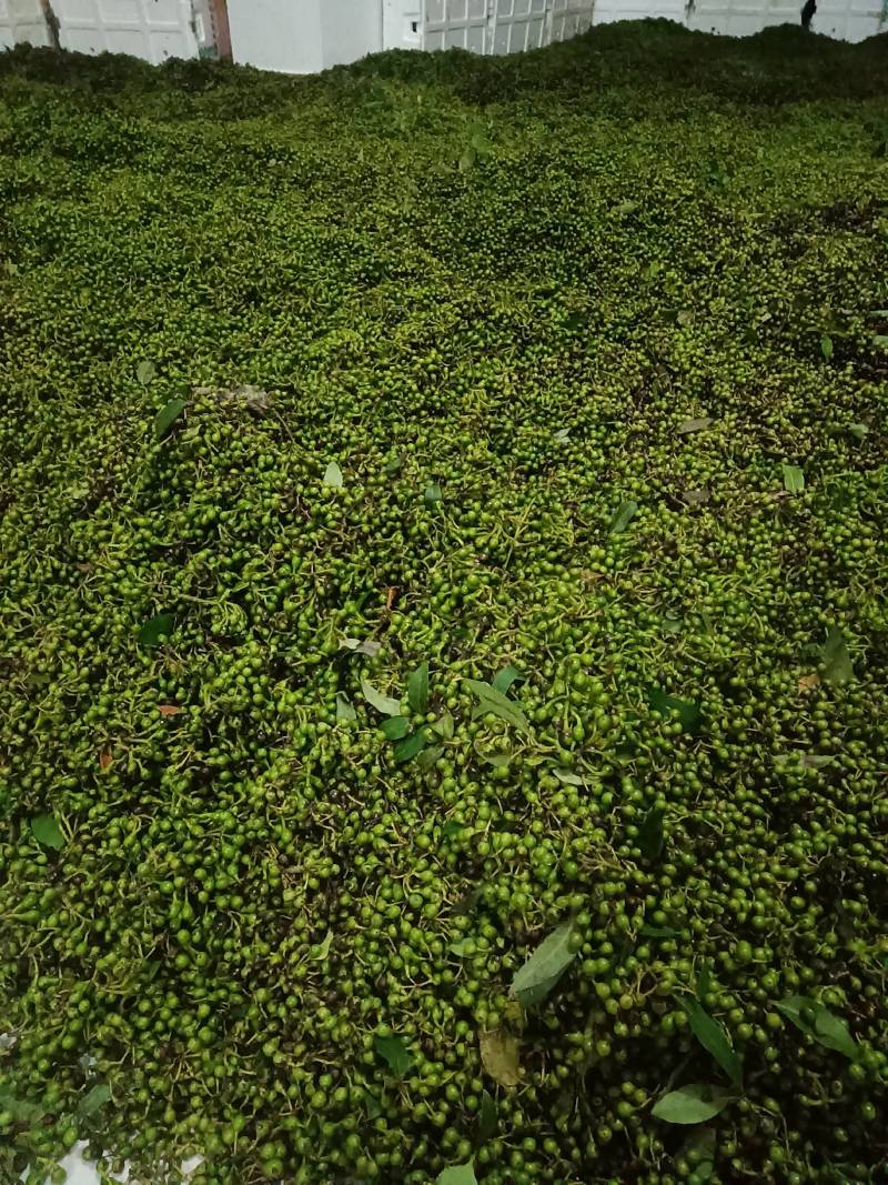 大量出售木姜子，云南省保山市