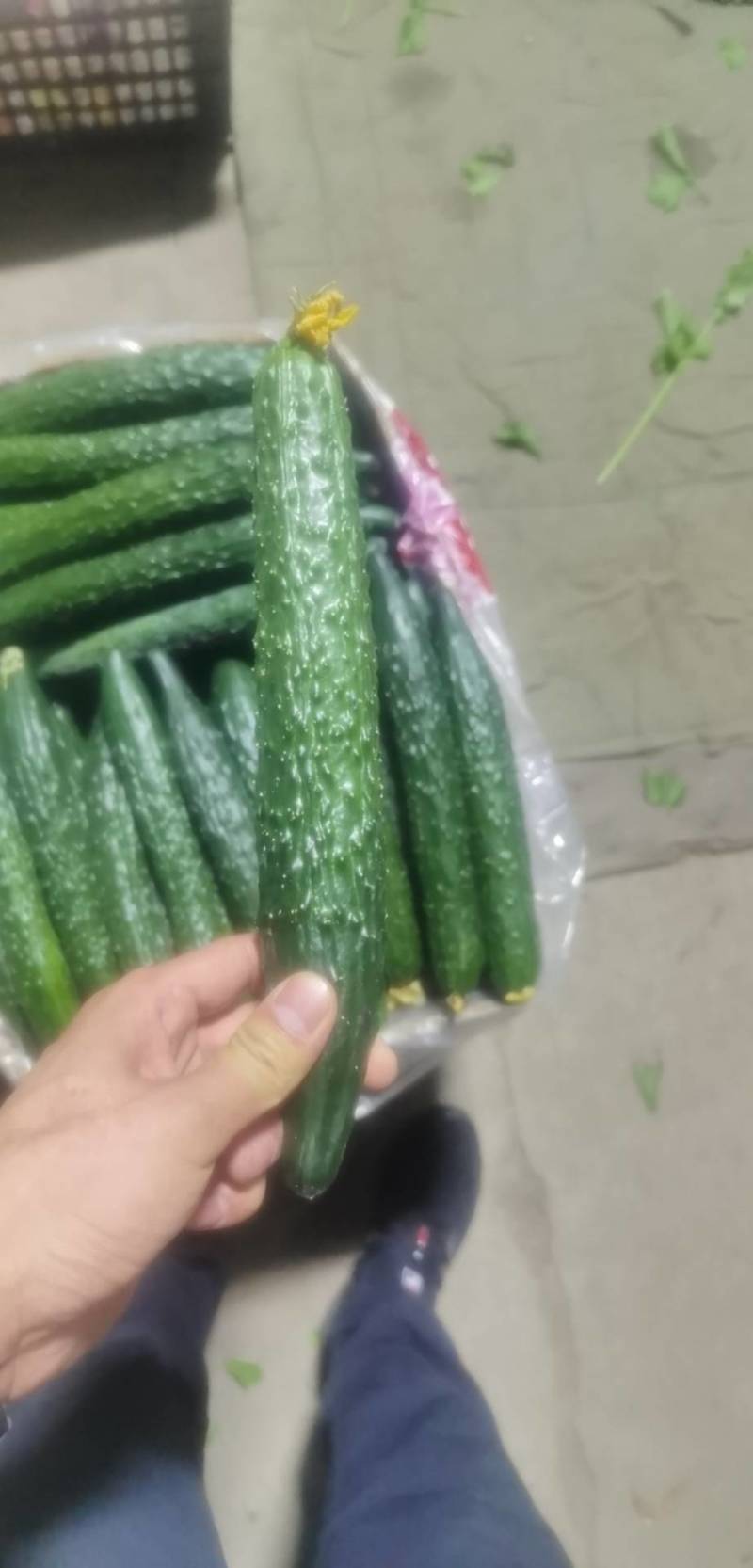 黄瓜
