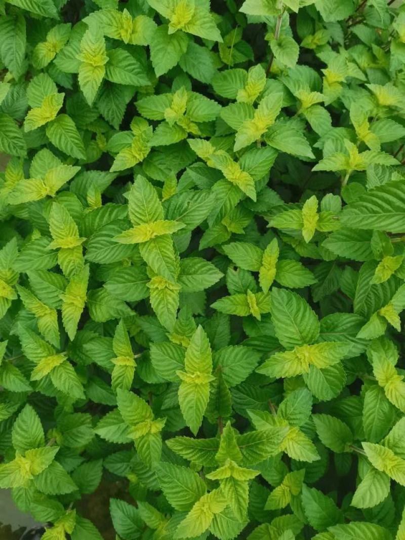 凉粉草苗，凉粉草种苗，新鲜凉粉草，基地直供一手货源