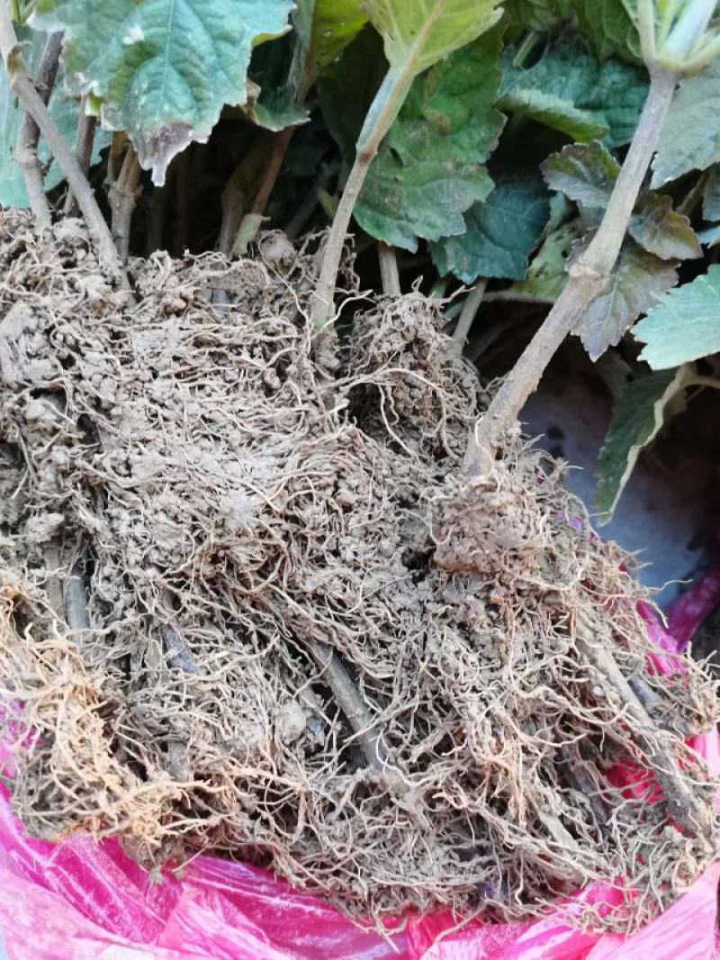 广藿香整株干货，广藿香干叶子，人工采收晾晒，大量有货