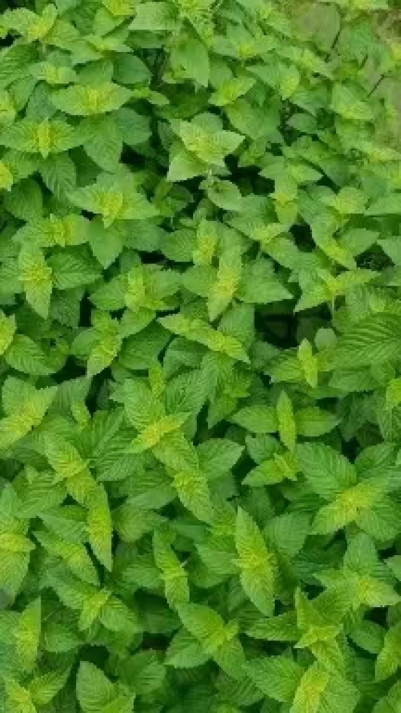 凉粉草干货，仙人草干货，仙草干货，基地直供，质美价优