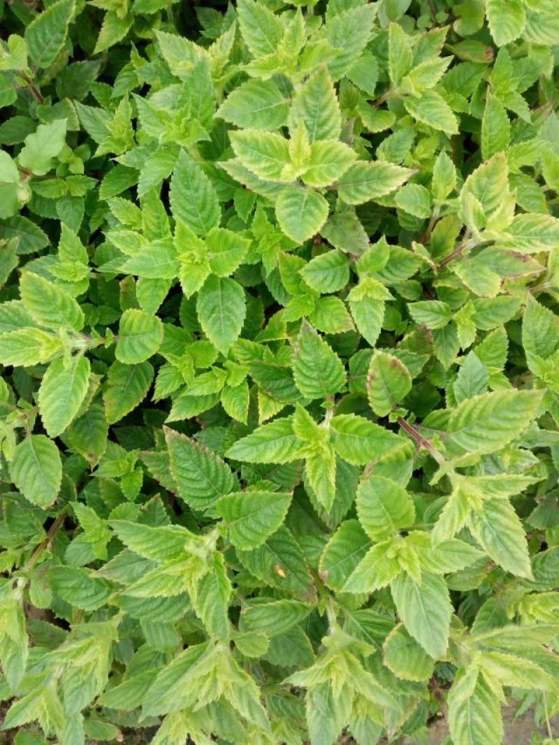 凉粉草干货，仙人草干货，仙草干货，基地直供，质美价优