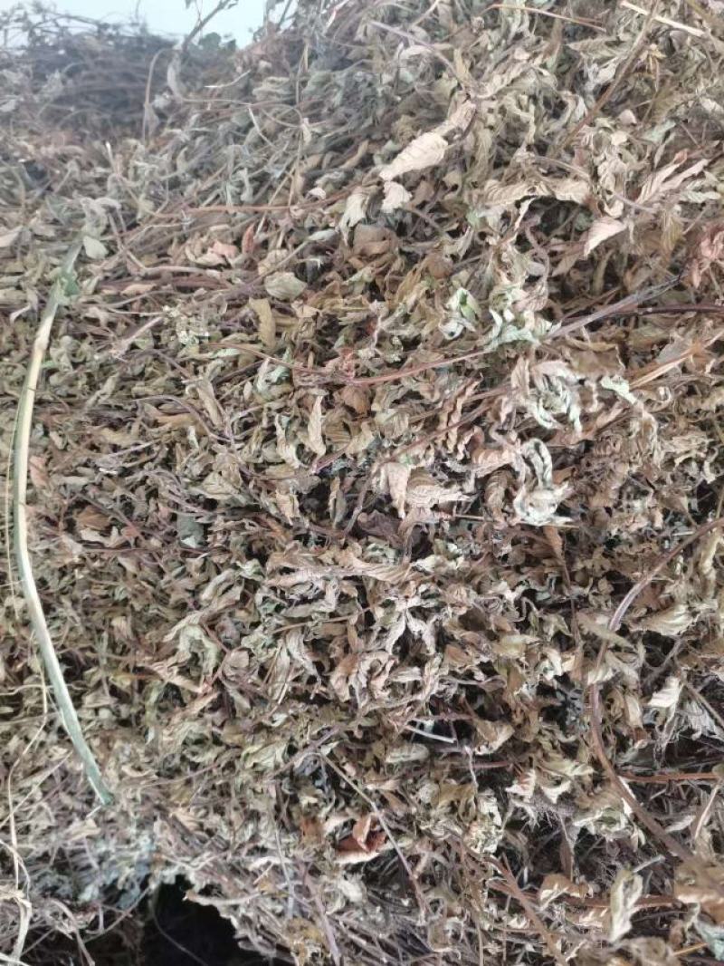 凉粉草干货，仙人草干货，仙草干货，基地直供，质美价优