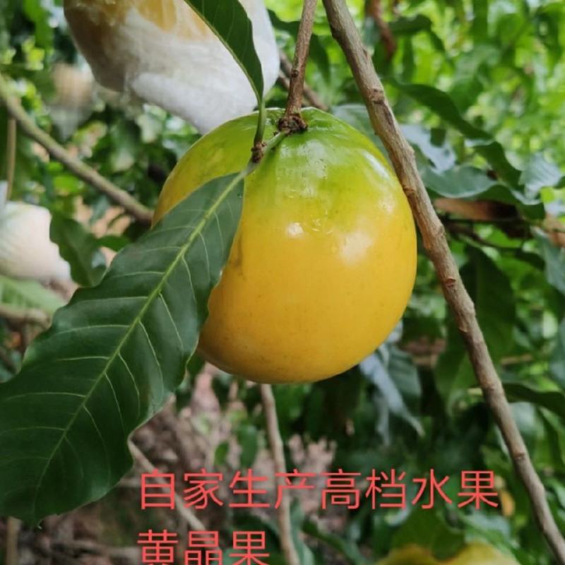 黄金果