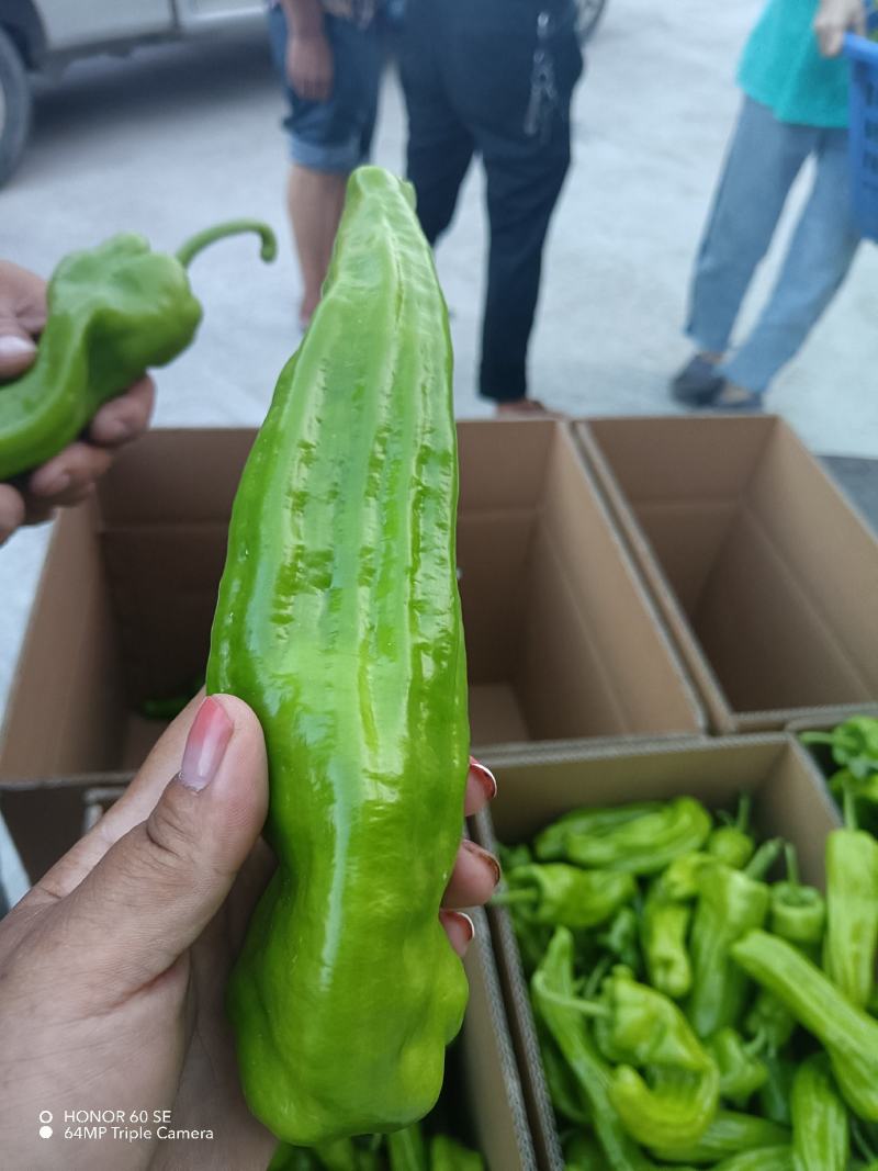 甘蓝，芜湖椒