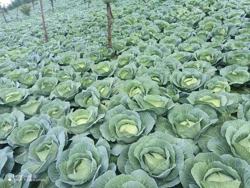甘蓝，芜湖椒