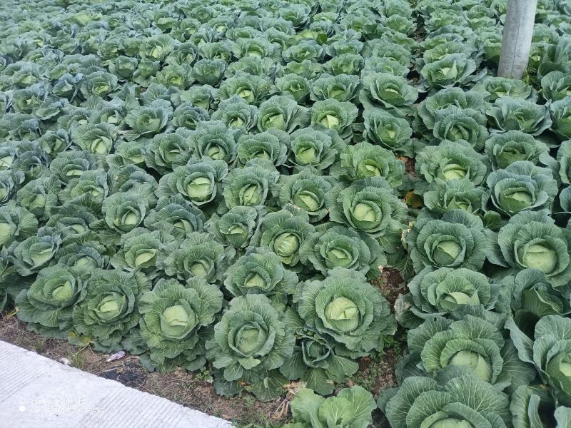 甘蓝，芜湖椒