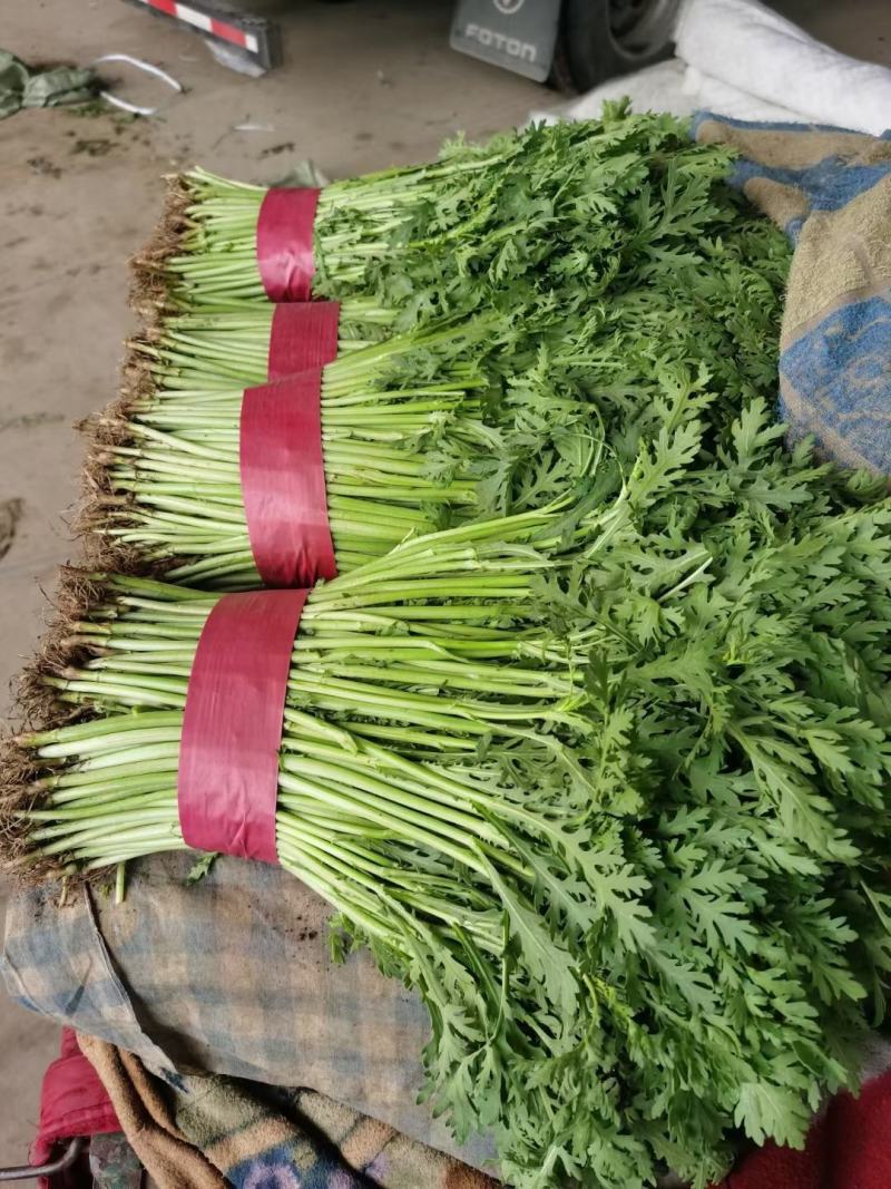 茼蒿，蒿子秆，光杆茼蒿，产地直供，各种蔬菜供应，产地直供