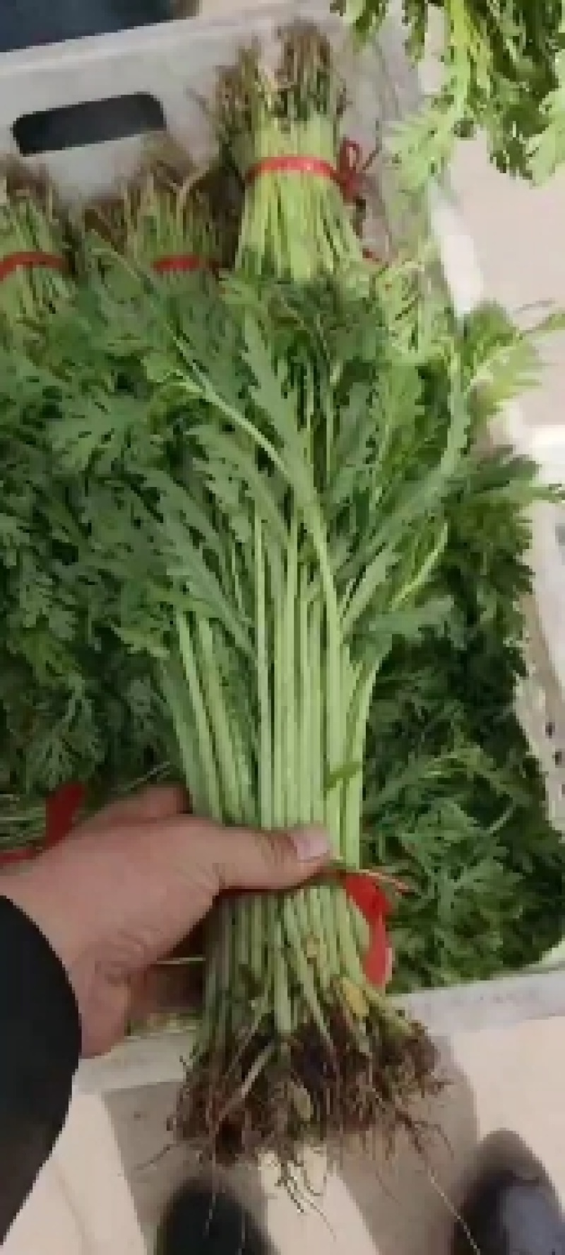 茼蒿，蒿子秆，光杆茼蒿，产地直供，各种蔬菜供应，产地直供