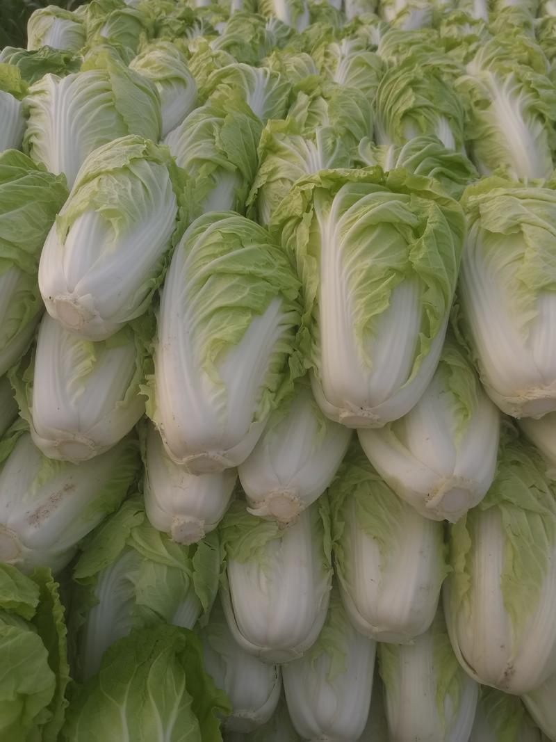 天天鲜优选果蔬大白菜菜产地直销支持全国发货看货订金为准