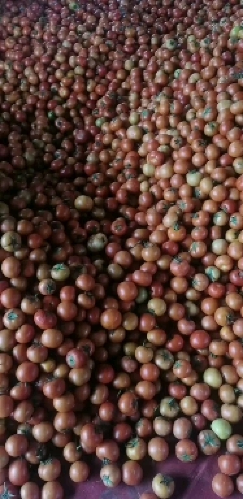 内蒙古番茄之乡西红柿,柿子豆大量出售诚信为主.