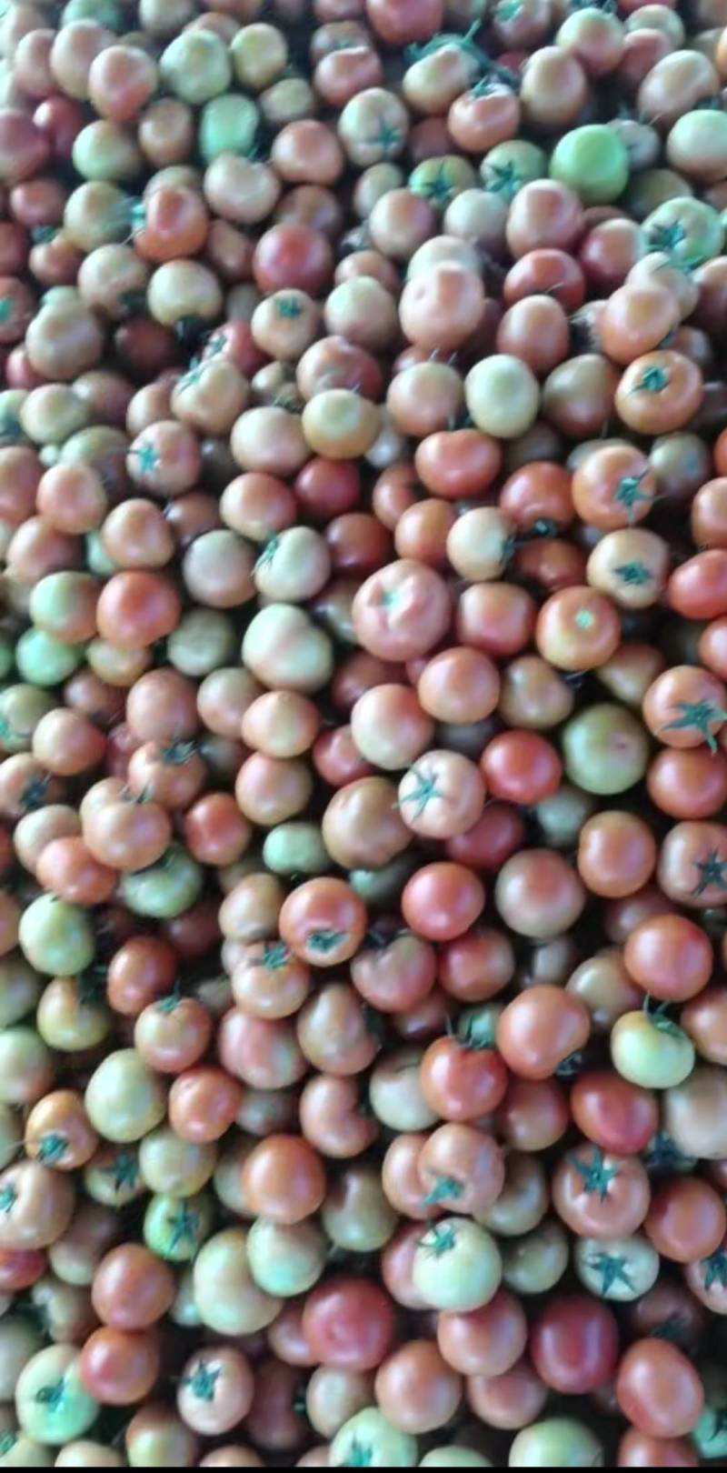 内蒙古番茄之乡西红柿,柿子豆大量出售诚信为主.