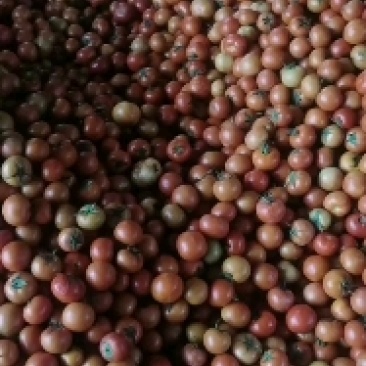 内蒙古番茄之乡西红柿,柿子豆大量出售诚信为主.