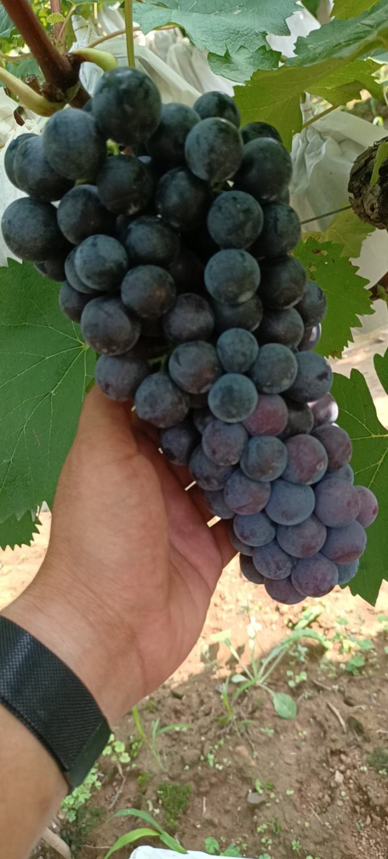 夏黑葡萄