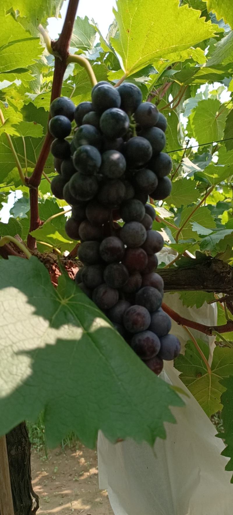 夏黑葡萄