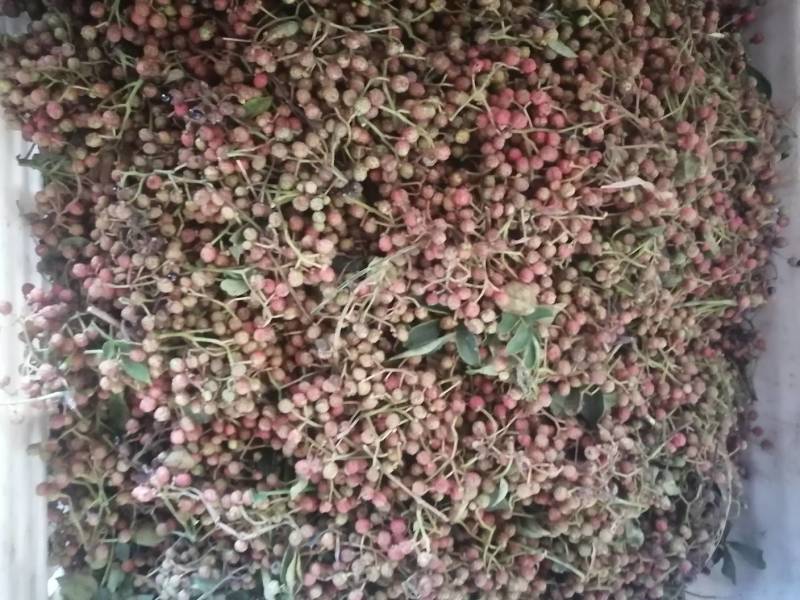 鲜花椒上市欢迎新老客户前来采购