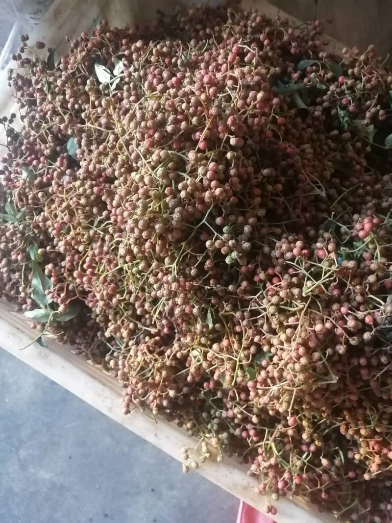 鲜花椒上市欢迎新老客户前来采购