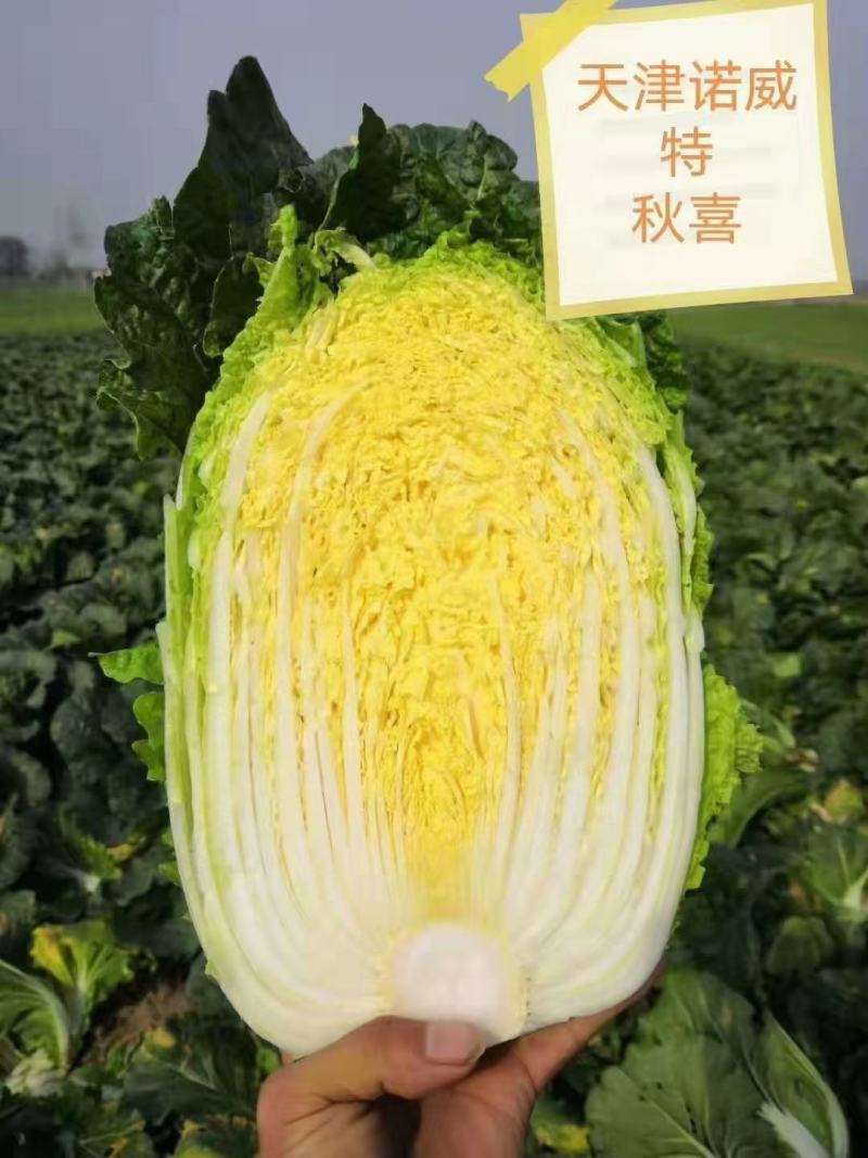 东北黄心白菜，适合市场菜，酸菜厂，泡菜厂价格不贵