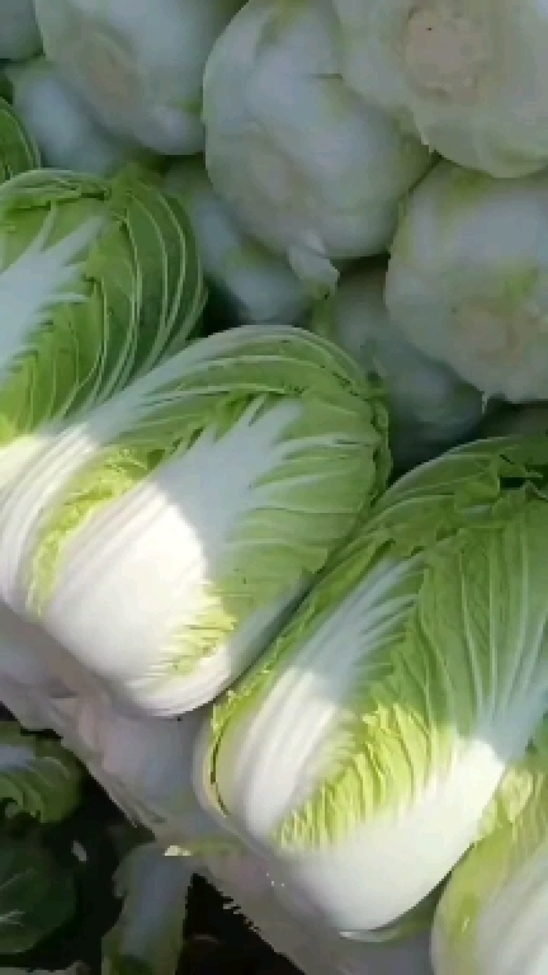 东北黄心大白菜，适合走市场菜，酸菜厂，泡菜厂价格不贵