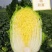东北黄心大白菜，适合走市场菜，酸菜厂，泡菜厂价格不贵