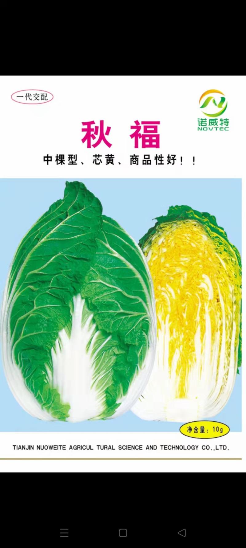 东北黄心大白菜，适合走市场菜，酸菜厂，泡菜厂价格不贵