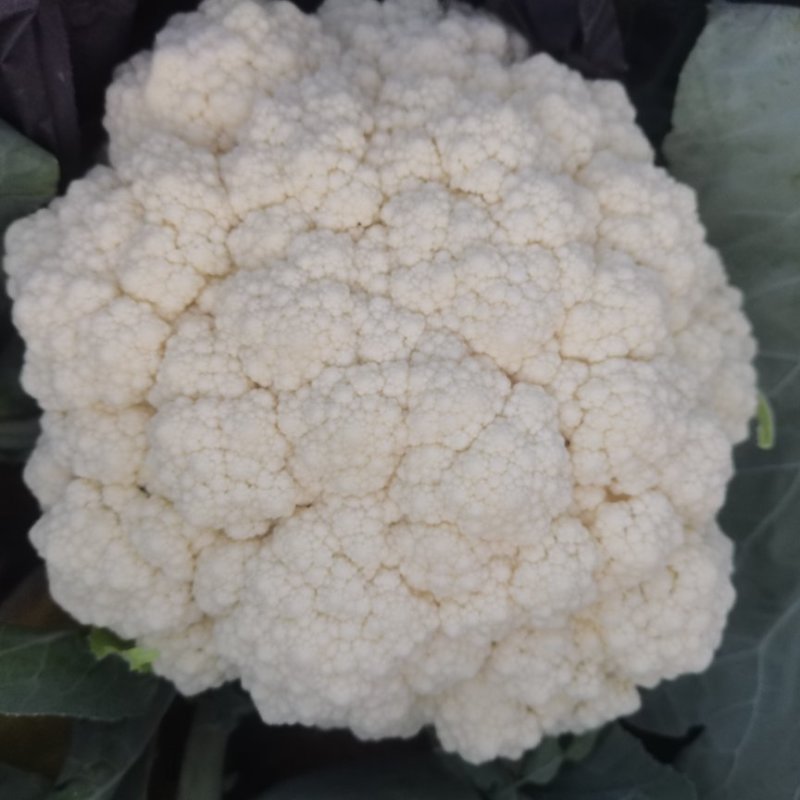精品散白花