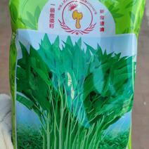 泰国空心菜种子，500克，高产脆嫩