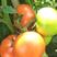 西红柿大量上市了，质量好，价格优惠，欢迎老板过来合作
