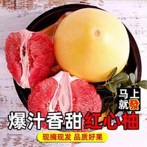 柚子红心柚子广东红心蜜柚广州红心柚子一手货源产