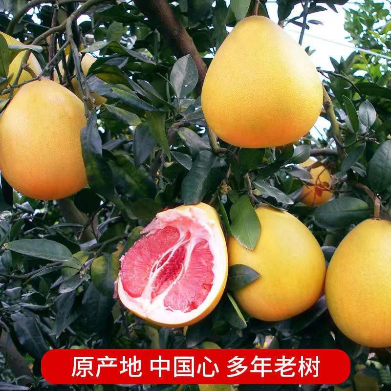 柚子红心柚子广东红心蜜柚广州红心柚子一手货源产