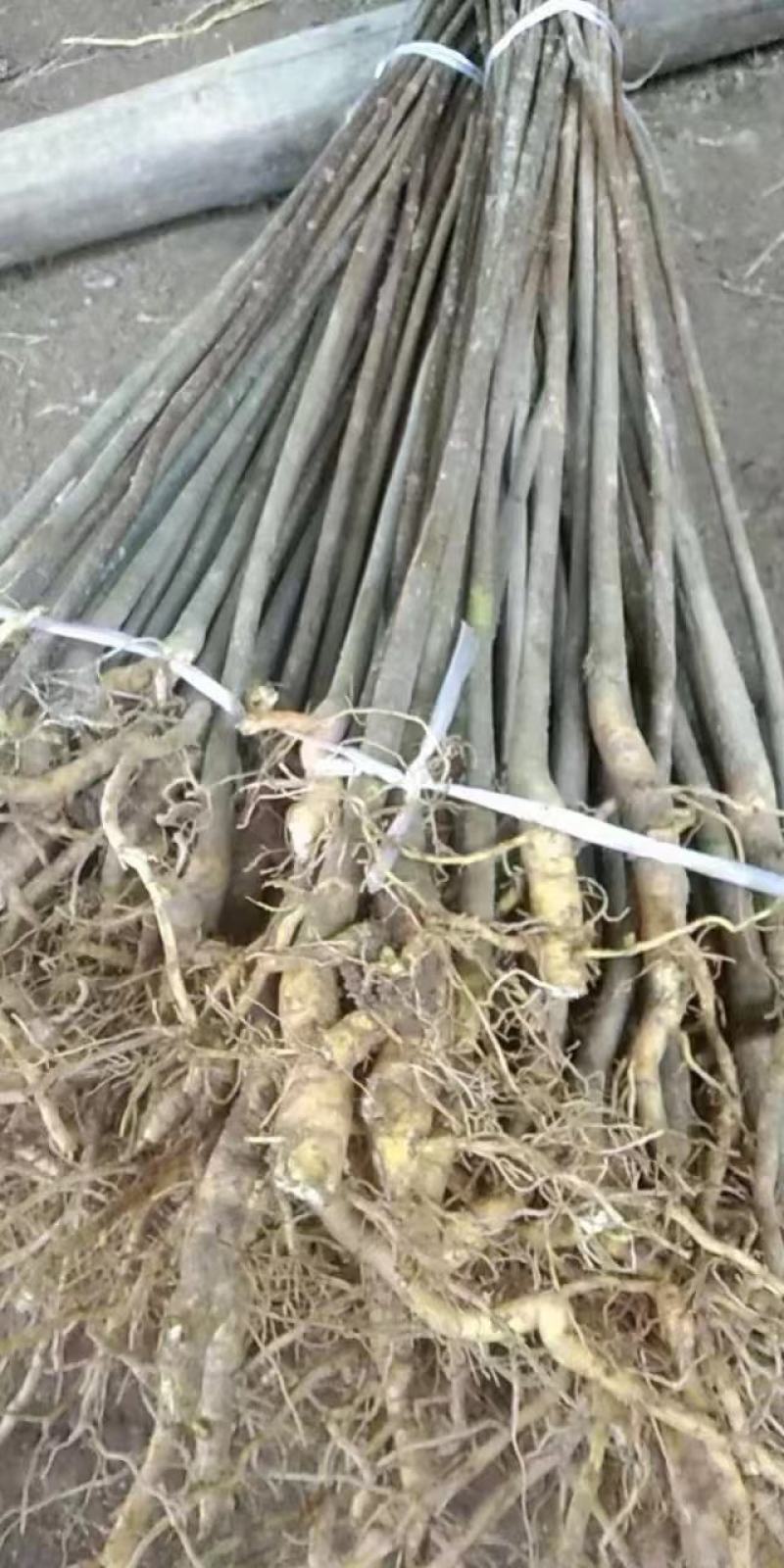黄柏苗川黄柏苗青厚皮品种，苗高粗大长得快