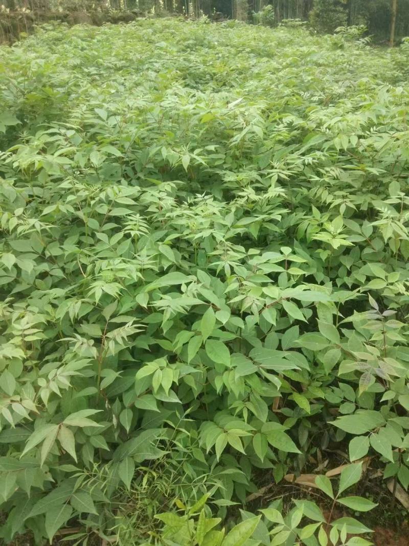 黄柏苗川黄柏苗青厚皮品种，苗高粗大长得快