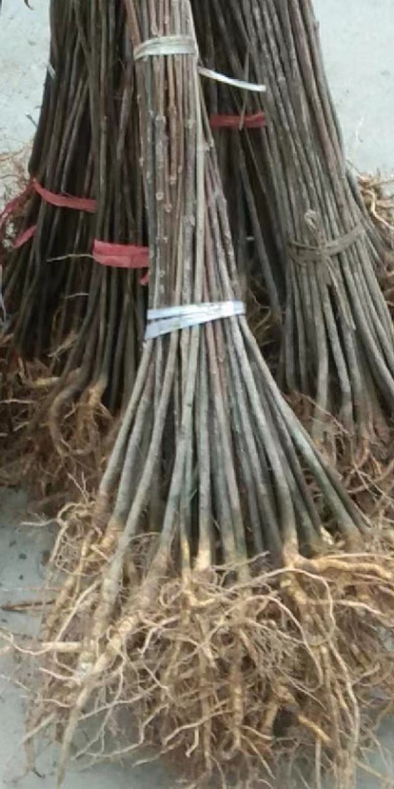 黄柏苗川黄柏苗青厚皮品种，苗高粗大长得快