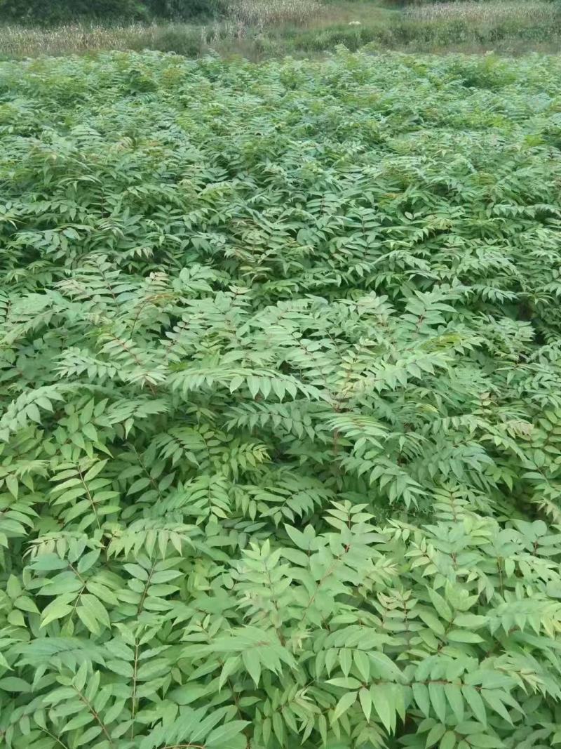 黄柏苗川黄柏苗青厚皮品种，苗高粗大长得快