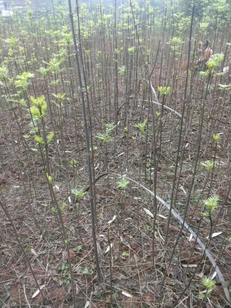 黄柏苗川黄柏苗青厚皮品种，苗高粗大长得快